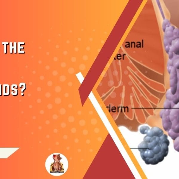 Types of Hemorrhoids - explained.
